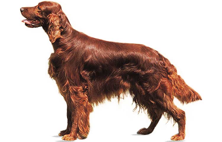 Irish Setter, long haired red dog.