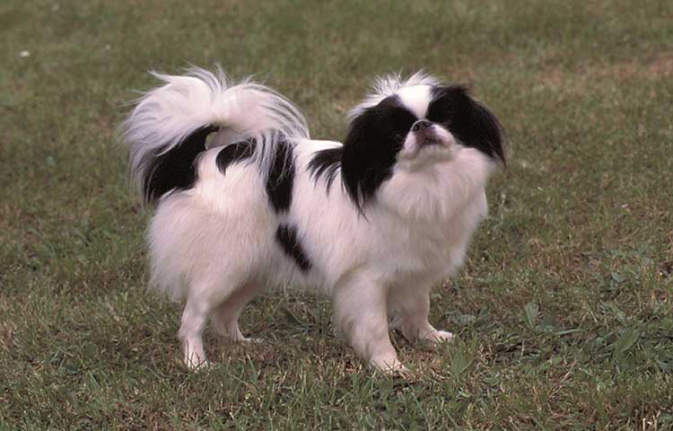 Japanese Chin black-white long-haired small size dog