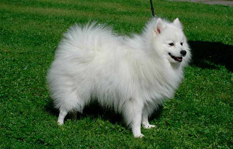 Japanese Spitz, long-haired dog medium size