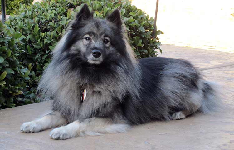 Keeshond