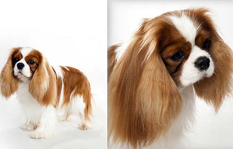 English Toy Spaniel