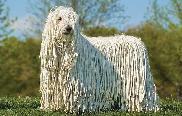 komondor