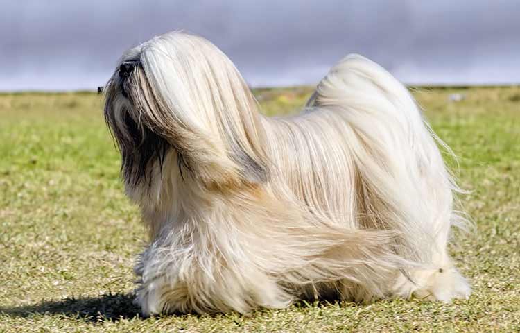 Lhasa Apso photo