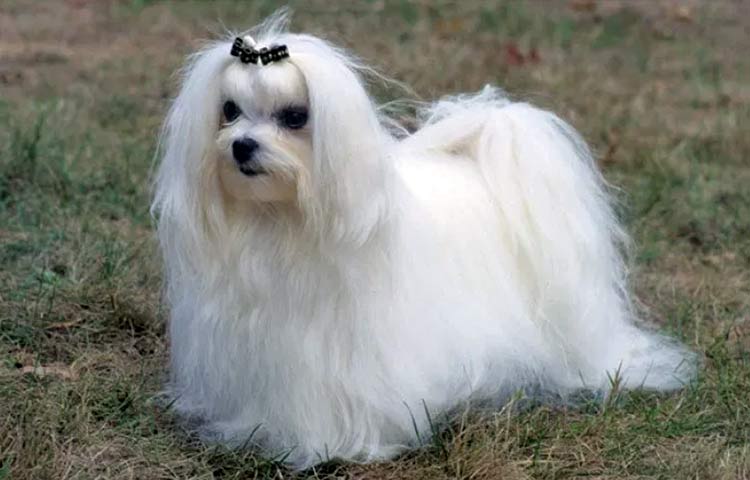 Maltese dog breed