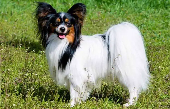 Dog Breeds with Rose Ears - Petaddon