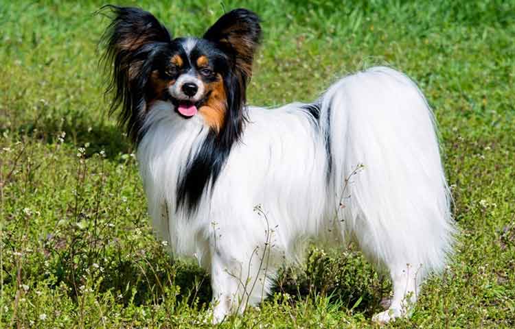 Papillon Dog coat Picture