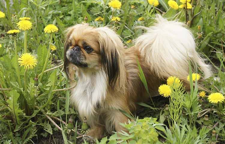 Pekingese Dog Pic