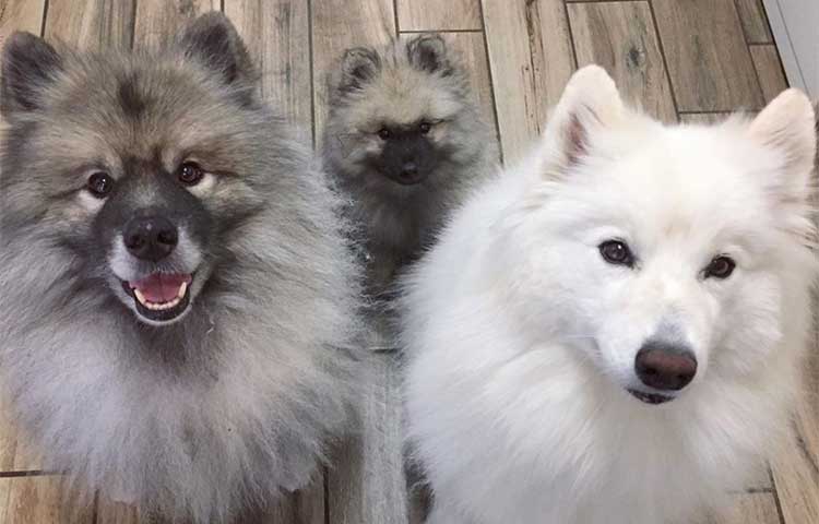 Long haired dogs with prick ears