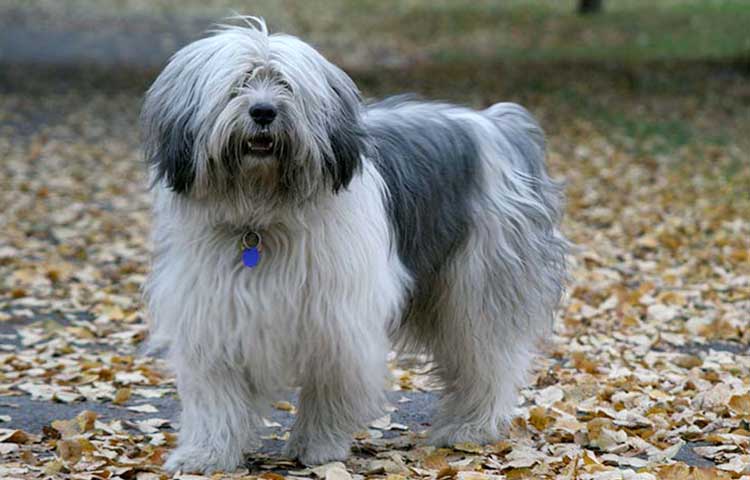 Polish Lowland Sheepdog