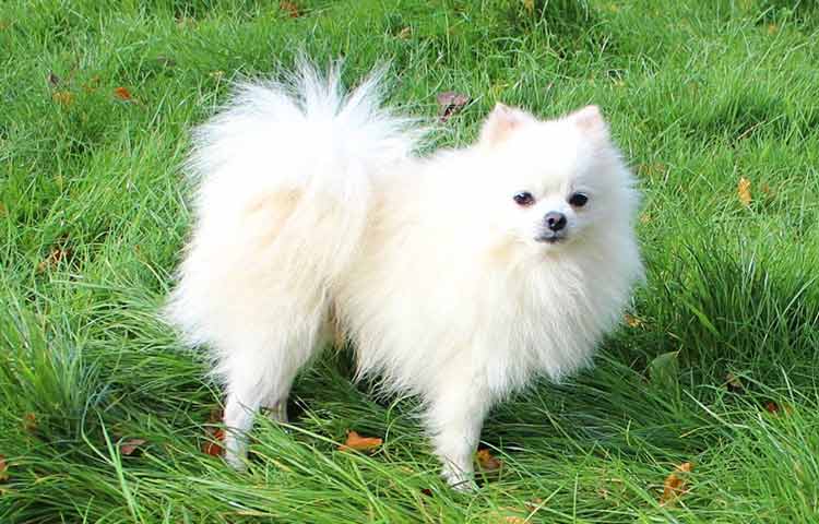 Pomeranian Dog