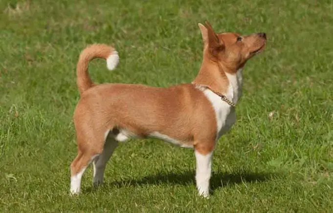 Dogs with Big Pointy Ears That Stand Up - Petaddon