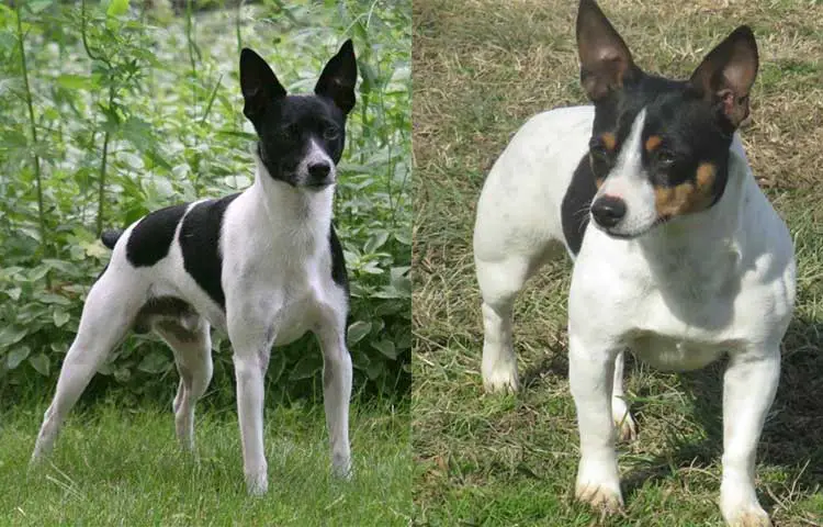 Dog with erect ears: rat terrier