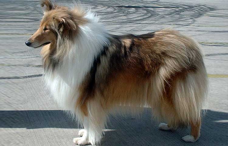 Rough Collie