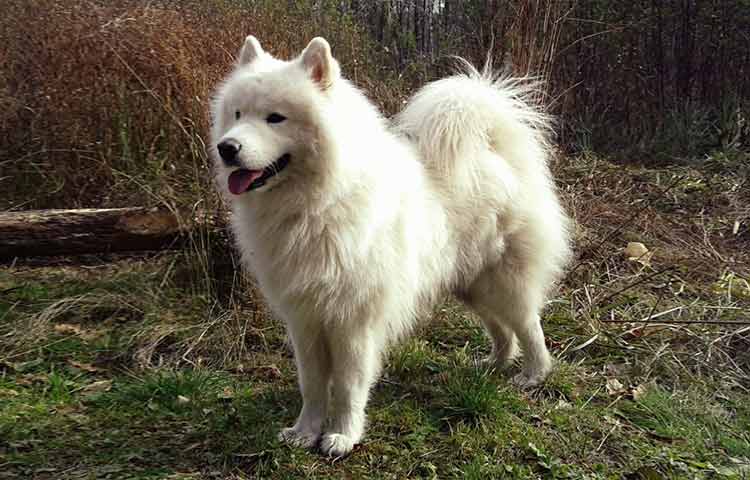 samoyed