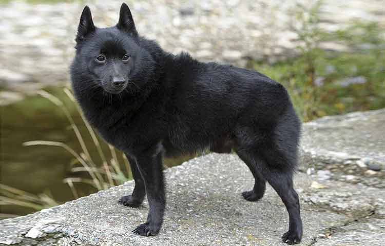 Black dog with pointy ears