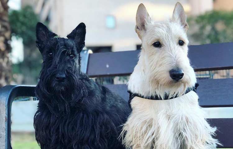 Scottish Terrier standing up ears