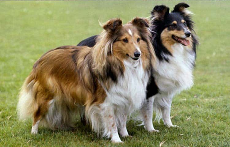 Shetland sheepdog