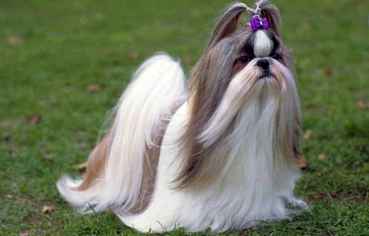 Shih Tzu