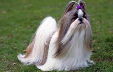 what dog breed has the longest hair