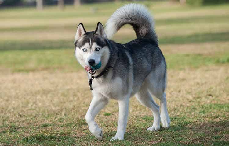 Large Dogs with pointy ears