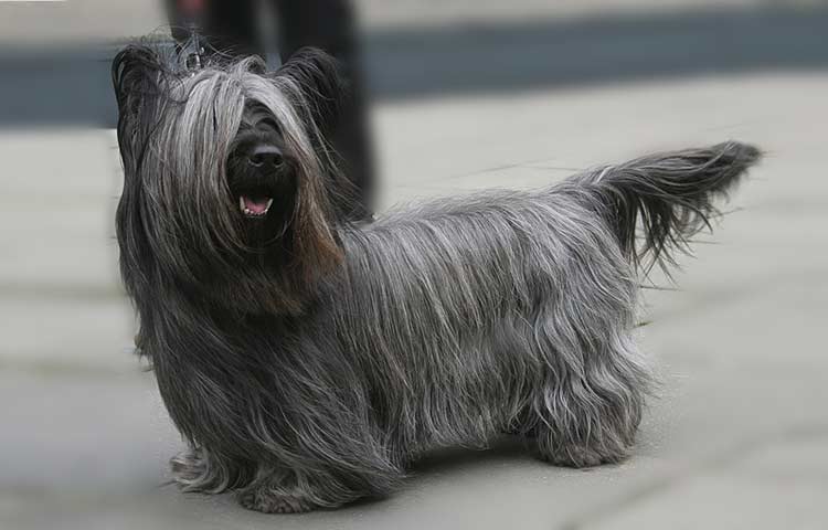 small gray dog