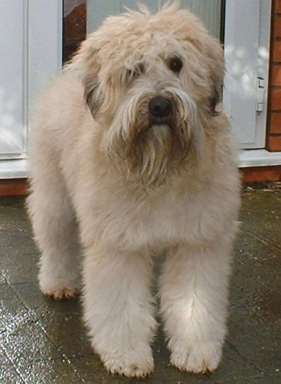 Soft-Coated Wheaten Terrier