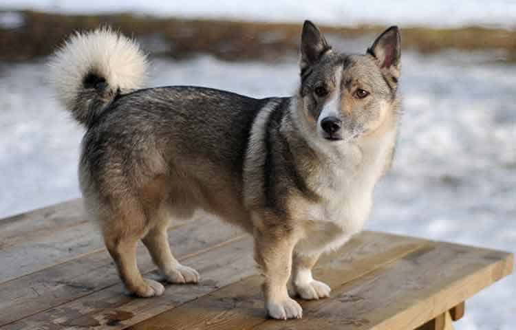 Swedish Vallhund