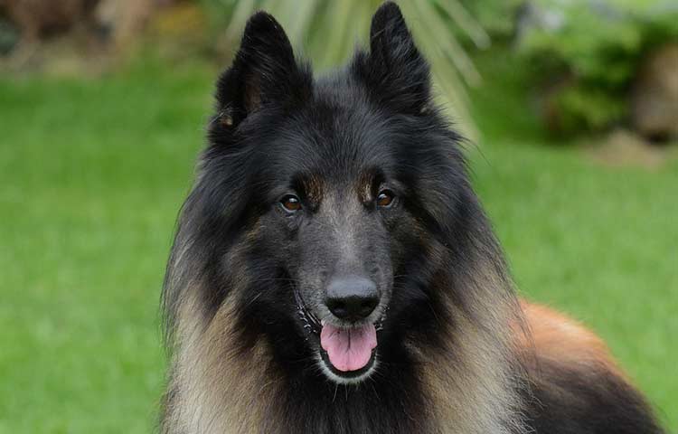 Belgium Sheepdog-tervuren