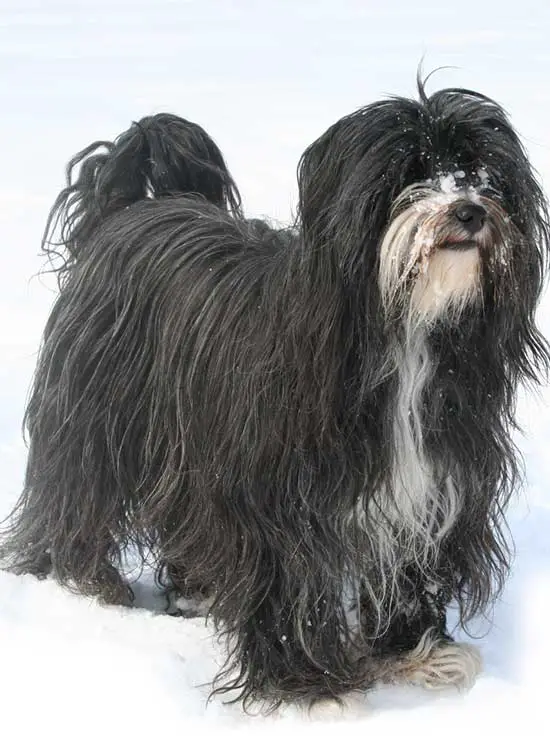 Tibetan Terrier Photo