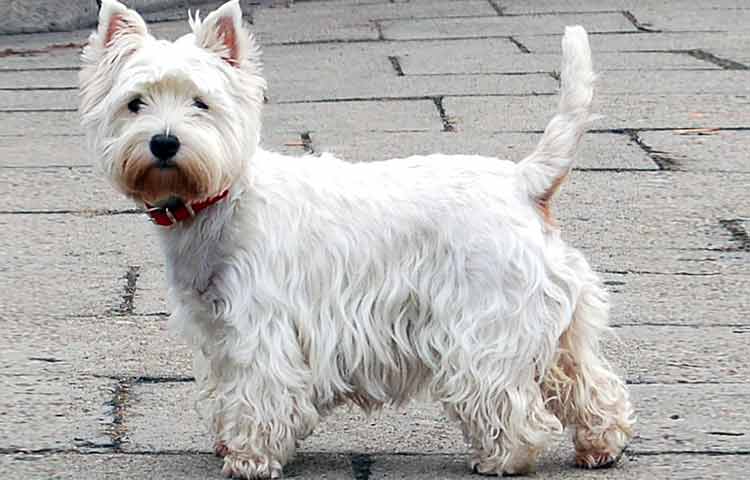 west highland terrier