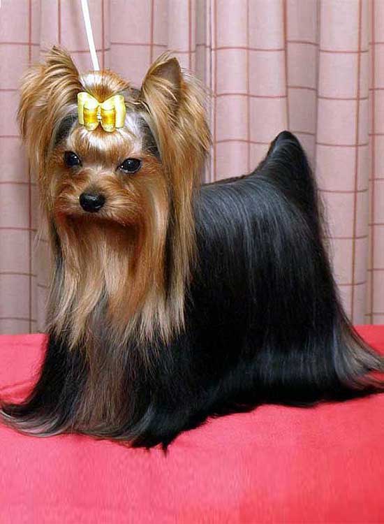 Yorkshire Terrier Dog