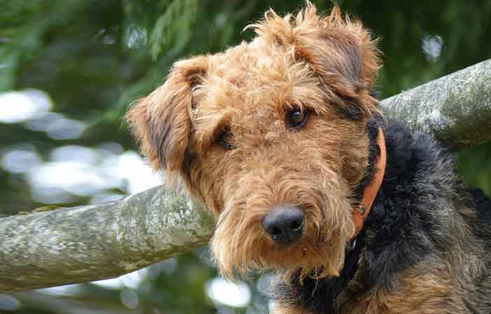 Airedale terrier