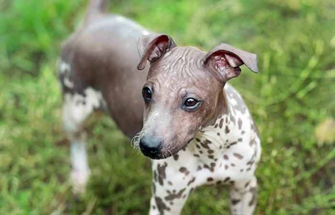 Button Eared Dogs: Breeds with Pictures - Petaddon