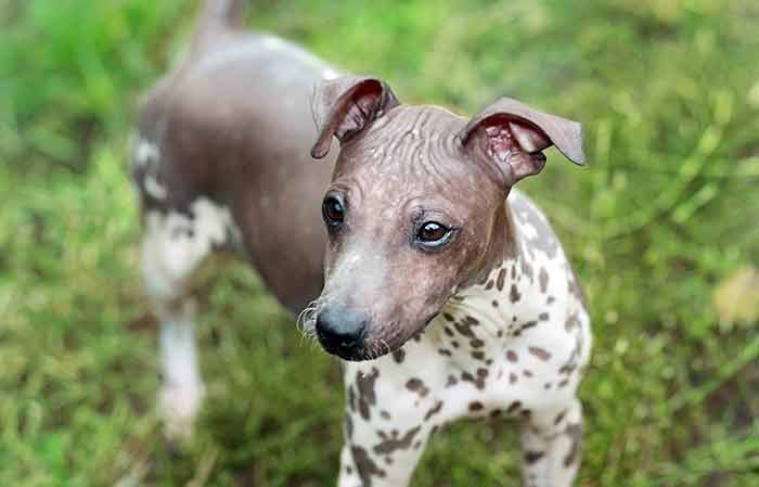 American Hairless terrier