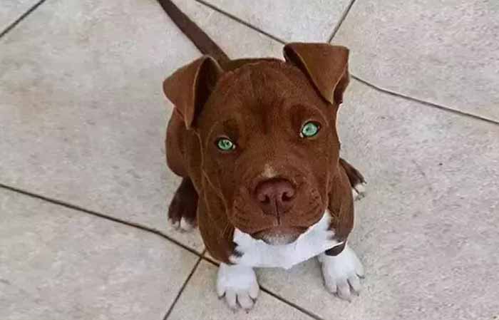 American pitbull terrier