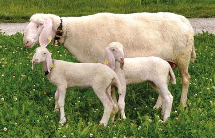Bergamasca sheep breed