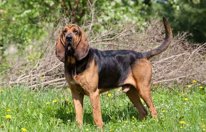 Bloodhound