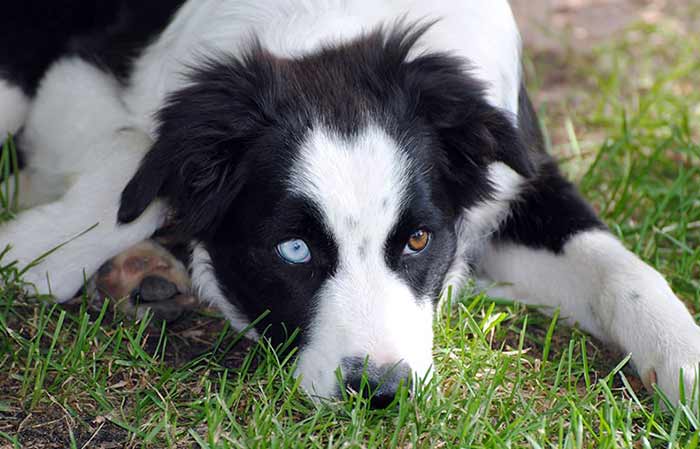 Dog with One blue Eye and brown