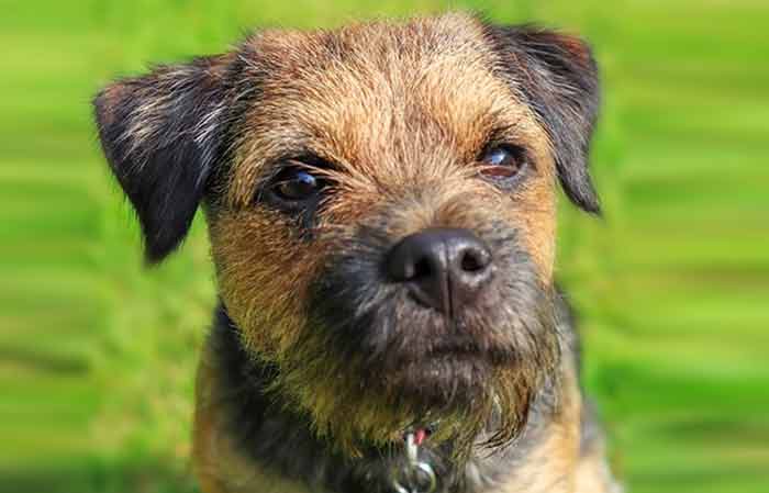 Border Terrier