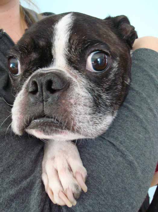 Dog with largest eyes