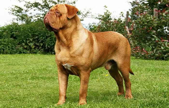 Dogue de Bordeaux