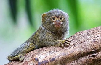 How Much Do Finger Monkeys Cost? How much do finger monekys Cost