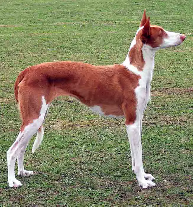 Ibizan hound