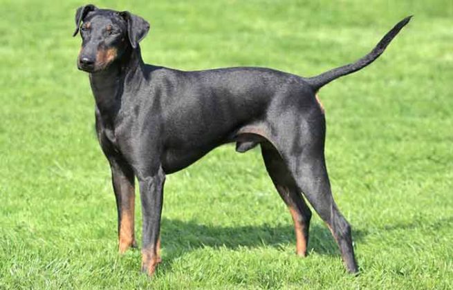Button Eared Dogs: Breeds with Pictures - Petaddon