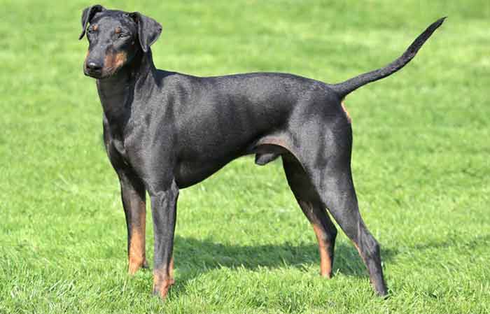 Manchester Terrier