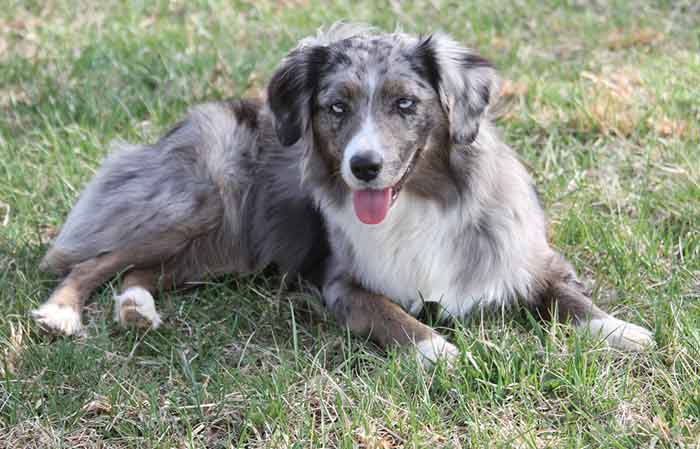 Miniature American/Australian Shepherd dog