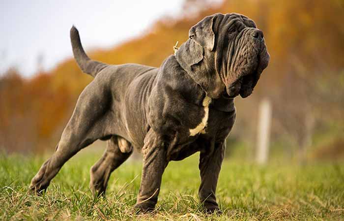 Neapolitan Mastiff