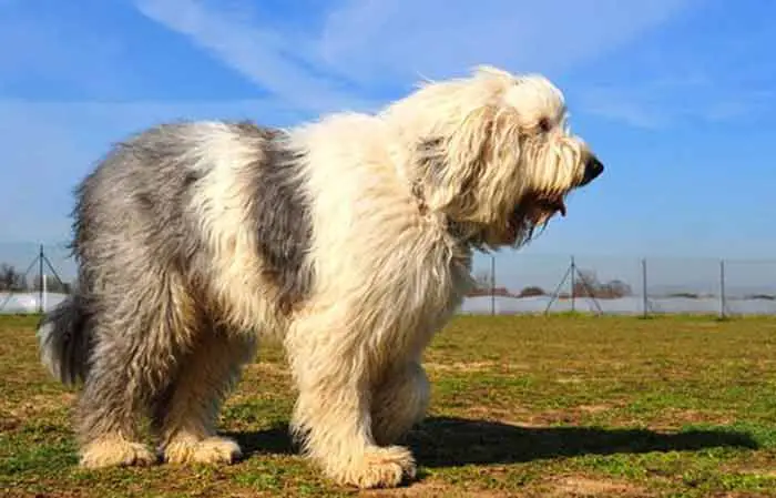 Old English Sheepdog