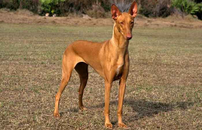 Pharaoh Hound