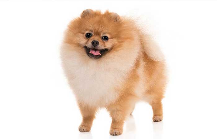 Pomeranian-small dog huge head